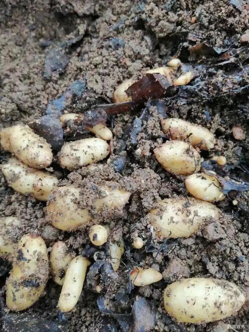 洛南 天麻產(chǎn)業(yè)喜豐收