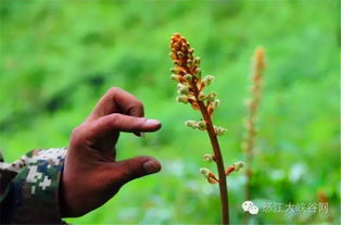 天麻兄弟 的天麻基地在哪里 規模有多大 記者帶您扒真相