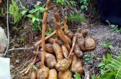 曾被奉為 神草 ,如今價格跌破100元,仍舊有人種植,你認識嗎