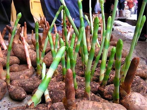 鄉(xiāng)村此 農(nóng)產(chǎn)品 ,村里人當土豆燉雞,城里人做成 昂貴盆景