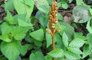 在農(nóng)村這野草被稱為 神草 ,常吃對(duì)頭腦好,現(xiàn)在已很少見(jiàn)到