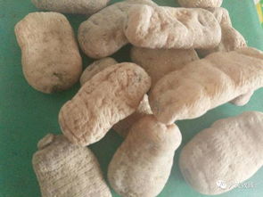 致臻農(nóng)產(chǎn)明日商品消息