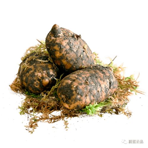 有料 冬季滋補(bǔ)食材到貨,集美們安排起來