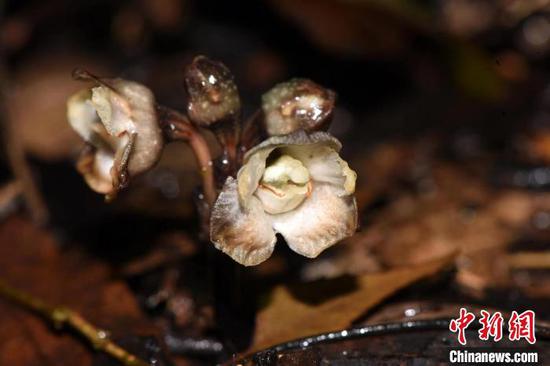 貴州茂蘭自然保護區(qū)首次發(fā)現(xiàn)蘭科天麻屬植物叉脊天麻