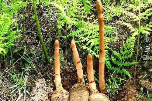 無根無葉的奇特野草：天麻，眾人皆知卻鮮為人見