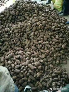 彝鄉(xiāng)寶藏 天麻之外，還有這些生態(tài)饋贈(zèng)值得品味