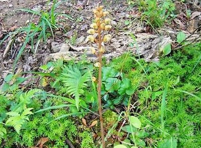 天麻的功效與作用詳解，野生天麻的禁忌及食用方法